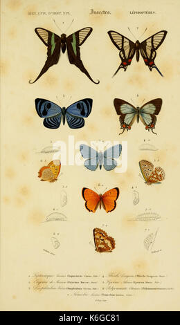 Dictionnaire universel d'histoire naturelle (Lepidopteres) (8715146048)