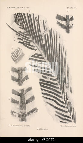Catalogue des plantes du Mésozoïque dans le département de géologie, British Museum (Natural History) (Planche IV) (8497918868) Banque D'Images