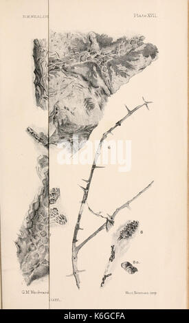 Catalogue des plantes du Mésozoïque dans le département de géologie, British Museum (Natural History) (Planche XVII) (8496821951) Banque D'Images