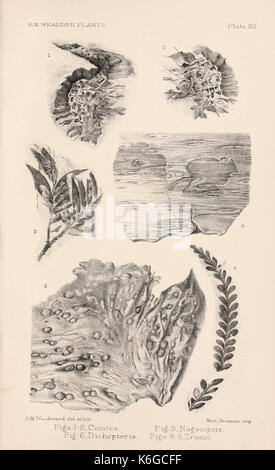 Catalogue des plantes du Mésozoïque dans le département de géologie, British Museum (Natural History) (Planche XII) (8497923588) Banque D'Images