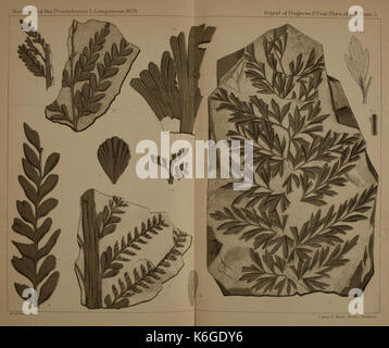Description de la flore du charbon de la formation Carbonifère en Pennsylvanie et dans l'ensemble des Etats-Unis (La plaque LI) (22084048376) Banque D'Images