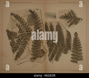Description de la flore du charbon de la formation Carbonifère en Pennsylvanie et dans l'ensemble des Etats-Unis (Planche XII) (21487164894) Banque D'Images