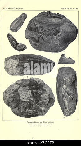 Crustacés Décapodes à partir de la région de Panama BHL23375138 Banque D'Images