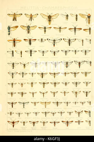 Brut Die Schmetterlinge der Erde (Taf. 51) BHL9921514 Banque D'Images