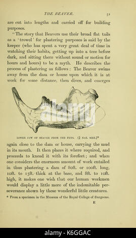 Animaux britannique disparu dans les temps historiques BHL12328724 Banque D'Images