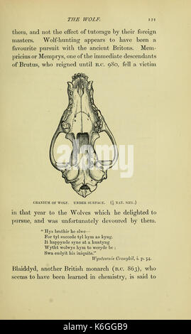 Animaux britannique disparu dans les temps historiques BHL12328794 Banque D'Images