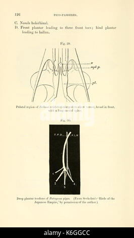 Catalogue des spécimens illustrant l'ostéologie du vertebrated les animaux, et récemment disparu, contenues dans le Musée du Royal College of Surgeons of England (page 126) BHL6843961 Banque D'Images