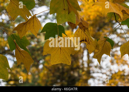 En gros plan des feuilles d'un tulipier (Liriodendron tulipifera) dans autmun Banque D'Images