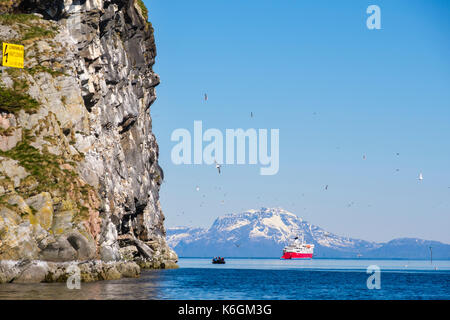 Bateau de croisière au-delà de Mouettes tridactyles nichant sur les falaises de la mer Arctique en Sundsvollsundet Helløya, réserve naturelle, Troms, Norvège, Scandinavie Banque D'Images