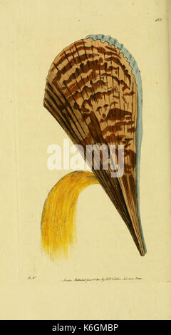 Illustration scientifique tirée de « descriptions et illustrations de mollusques », présentant diverses espèces de mollusques. Ce travail fournit des références visuelles détaillées pour l’étude des espèces de mollusques marins et terrestres. Banque D'Images