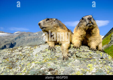 Deux marmottes alpines (Marmota marmota) sont assises sur un rocher, la montagne Grossglockner au loin, à Kaiser-Franz-Josefs-Höhe Banque D'Images