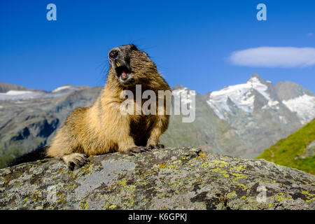 Un marmotte alpine (Marmota marmota) est assis sur un rocher, la montagne Grossglockner au loin, à Kaiser-Franz-Josefs-Höhe Banque D'Images