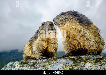 Deux marmottes alpines (Marmota marmota) sont debout sur un rocher à Kaiser-Franz-Jossefs-Höhe Banque D'Images