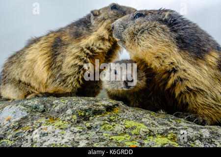 Trois marmottes alpines (Marmota marmota), deux adultes et un bébé sont debout sur un rocher à Kaiser-Franz-Josefs-Höhe Banque D'Images