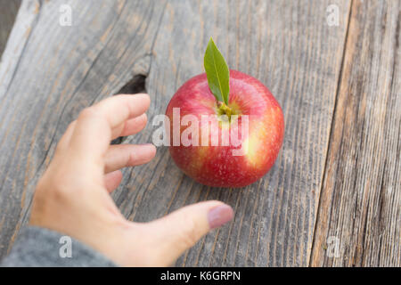 Saison de la cueillette des pommes et tous les types d'évaluateurs sont placés juste pour l'occasion. Banque D'Images