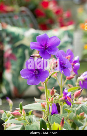 Tibouchina urvilleana. Gloire bush flower Banque D'Images