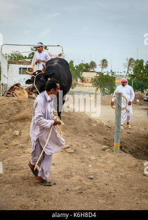 Fujairah, Émirats arabes unis, le 1 avril 2016 : les collectivités locales apportent les taureaux destinés à la corrida traditionnelle à Fujairah, Émirats arabes unis Banque D'Images