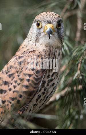 Un portrait d'une verticale verticale kestrel femelle perchée dans un arbre avec un fond naturel et regardant vers l'avant à l'appareil photo Banque D'Images