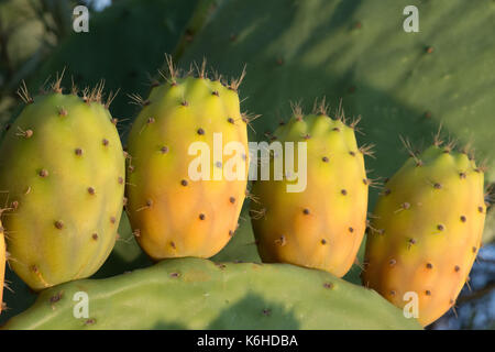 Close up de figuiers de barbarie, Crète, Grèce. Banque D'Images