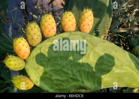 Close up de figuiers de barbarie, Crète, Grèce. Banque D'Images