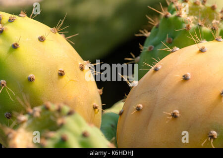 Close up de figuiers de barbarie, Crète, Grèce. Banque D'Images