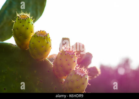 Close up de figuiers de barbarie, Crète, Grèce. Banque D'Images