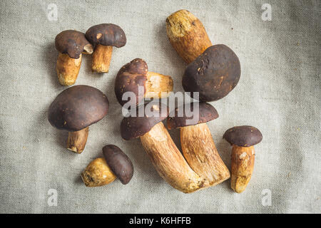 Cèpes frais sur nappe. savoureux champignons. Banque D'Images