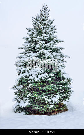 Vert moelleux couvert de neige durant une chute de neige de l'arbre de Noël isolé sur fond blanc Banque D'Images