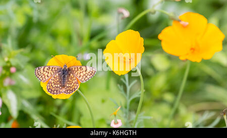 Papillon sur une fleur jaune Banque D'Images