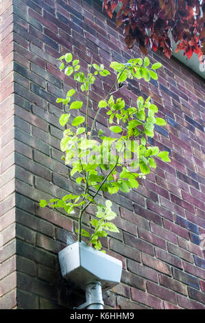 Une auto-ensemencement copper beech sapling croissant dans une trémie de drainage tête. Banque D'Images