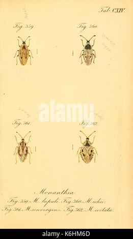 Wanzenartigen Die Insecten (tab. CXIV) (6096024215) Banque D'Images