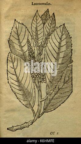 Caroli Clusii Atrebatis Rariorum aliquot stirpium BHL6719698 Banque D'Images