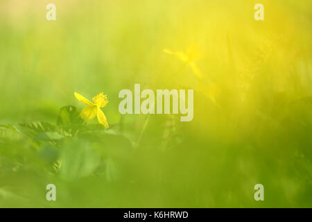 Bois jaune des anémones (Anemone nemorosa) au printemps Banque D'Images