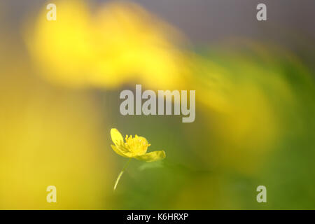 Bois jaune des anémones (Anemone nemorosa) au printemps Banque D'Images