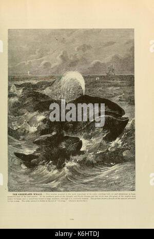 Brehm's de la vie des animaux (page 567) (6220178585) Banque D'Images