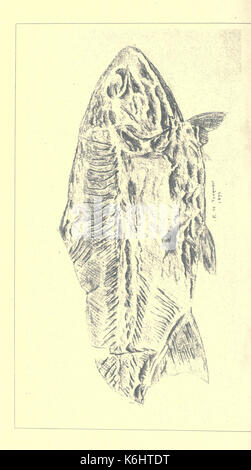 Catalogue des types et figuré de spécimens dans le département géologique BHL17143544 Banque D'Images