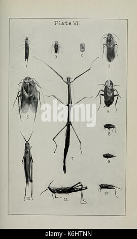 État Bulletin de géologie et d'histoire naturelle de New York BHL4878104 Banque D'Images