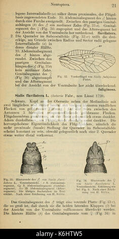 Cette page d'un travail scientifique présente une étude détaillée de plusieurs ordres d'insectes, y compris Collembola, Neuoptera, Hyménoptera et Rhynchota. Le travail fournit de précieuses informations sur l'entomologie et la classification de ces insectes. Banque D'Images