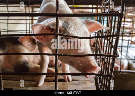 Un cochon en captivité hors pairs de sa petite cage rouillée dans Nga bay, Vietnam Banque D'Images