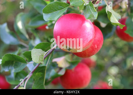 Découverte rouge fruits apple, Malus domestica, suspendu à la branche d'un pommier à la fin de l'été, Shropshire, Angleterre. Banque D'Images