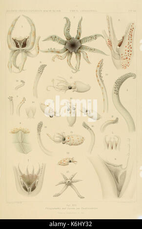 Die Cephalopoden (6286436602) Banque D'Images