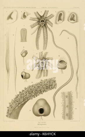 Die Cephalopoden (6285920333) Banque D'Images