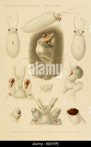 Die Cephalopoden (6285924415) Banque D'Images