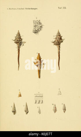 Conchologische Mittheilungen der als Fortsetzung Novitates conchologicae (6298424727) Banque D'Images