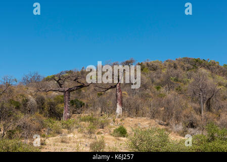 L'Adansonia suarezensis baobabs, rare espèce endémique régionale, la Montagne des Français, Antsiranana, Diego Suarez, Madagascar Banque D'Images