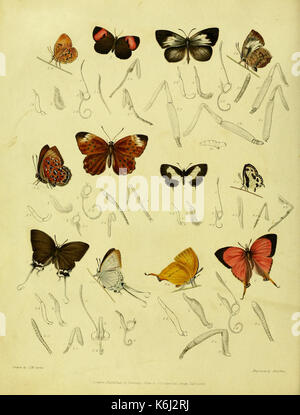 Catalogue descriptif des insectes lépidoptères figurant dans le Musée de l'honorable Compagnie des Indes BHL37023690 Banque D'Images