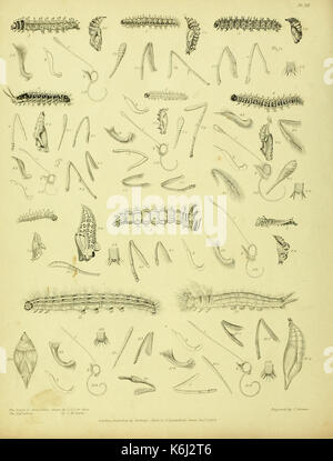 Catalogue descriptif des insectes lépidoptères figurant dans le Musée de l'honorable Compagnie des Indes BHL37023712 Banque D'Images