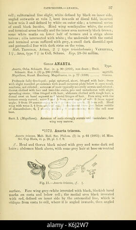 Catalogue des Lepidoptera Phalaenae au British Museum (page 37) BHL18410264 Banque D'Images