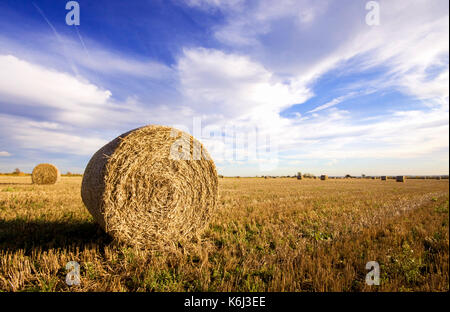 Les grosses balles de foin frais regroupés dans un champ d'agriculteurs prêts pour l'hiver. Le domaine est fraîchement coupée et shot against a blue sky Banque D'Images