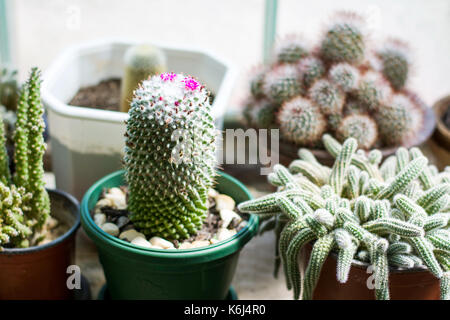 Cactus en pot à côté d'une grande fenêtre Banque D'Images